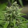 семена конопли недорого Auto Haze Gom feminised семена конопли недорого Auto Haze Gom feminised