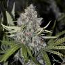 Northern Lights feminised Breeders Community Seeds Northern Lights feminised Breeders Community Seeds