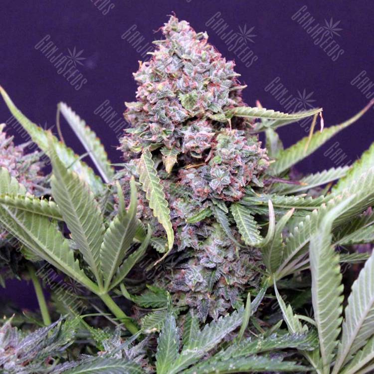 Northern Lights feminised Breeders Community Seeds Northern Lights feminised Breeders Community Seeds