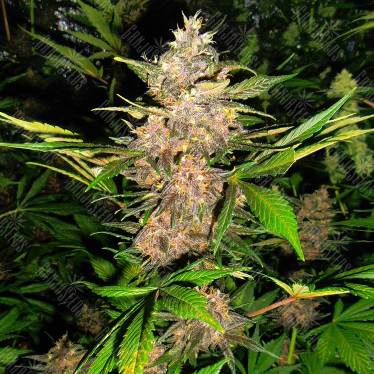заказать качественные семена конопли Auto Red Poison regular заказать качественные семена конопли Auto Red Poison regular