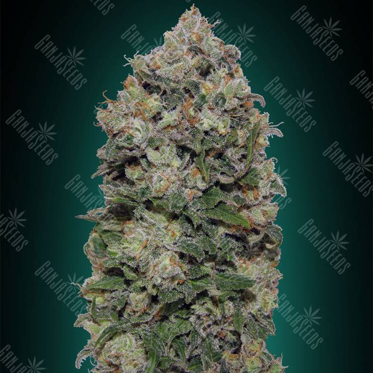 качественные семена конопли Northern Lights feminised 00 Seeds качественные семена конопли Northern Lights feminised 00 Seeds