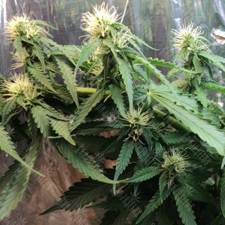 семена конопли элитных сортов Auto Buddha Assorted feminised Buddha Seeds семена конопли элитных сортов Auto Buddha Assorted feminised Buddha Seeds
