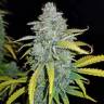 семена конопли феминизированные Auto Blue Dream'matic feminised Fast Buds семена конопли феминизированные Auto Blue Dream'matic feminised Fast Buds