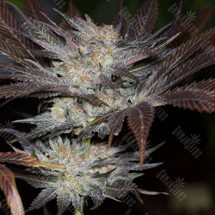 семена индийской конопли Lost Coast OG feminised Humboldt Seeds семена индийской конопли Lost Coast OG feminised Humboldt Seeds
