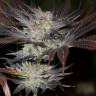 семена индийской конопли Lost Coast OG feminised Humboldt Seeds семена индийской конопли Lost Coast OG feminised Humboldt Seeds