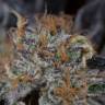 семена конопли индика Lost Coast OG feminised Humboldt Seeds семена конопли индика Lost Coast OG feminised Humboldt Seeds
