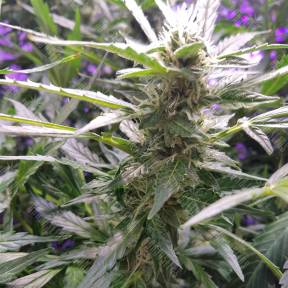 Auto Lemon OG Haze feminised Nirvana Seeds