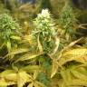 семена конопли наложенным платежом Nebula feminised Paradise Seeds
