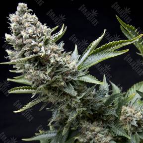 New York City feminised Pyramid Seeds