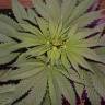 семена конопли индика New York City feminised Pyramid Seeds семена конопли индика New York City feminised Pyramid Seeds