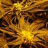 купить семена конопли Green Poison F1 Fast Version feminised Sweet Seeds купить семена конопли Green Poison F1 Fast Version feminised Sweet Seeds