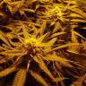 семена конопли скороспелый купить Green Poison F1 Fast Version feminised Sweet Seeds семена конопли скороспелый купить Green Poison F1 Fast Version feminised Sweet Seeds