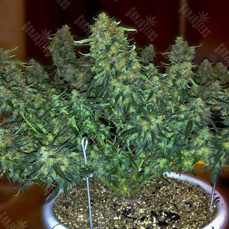 заказ семян конопли Auto Sweet Tooth feminised заказ семян конопли Auto Sweet Tooth feminised