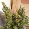 где заказать семена конопли Auto Heaven feminised где заказать семена конопли Auto Heaven feminised