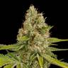 Annex feminised GanjaVIP Seeds Annex feminised GanjaVIP Seeds