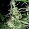семена конопли в фирменной упаковке Exodus Cheese feminised Green House Seeds семена конопли в фирменной упаковке Exodus Cheese feminised Green House Seeds