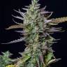 Frisian Dew feminised Dutch Passion Seeds Frisian Dew feminised Dutch Passion Seeds