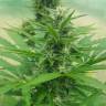 заказать в России Auto Haze 2.0 feminised заказать в России Auto Haze 2.0 feminised
