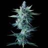 Auto Calamity Jane feminised Buddha Seeds Auto Calamity Jane feminised Buddha Seeds