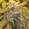 Auto Calamity Jane feminised Buddha Seeds Auto Calamity Jane feminised Buddha Seeds