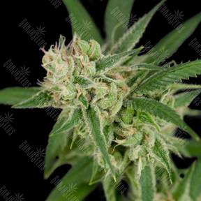 Sour Banana Sherbet regular Crockett Family Farms