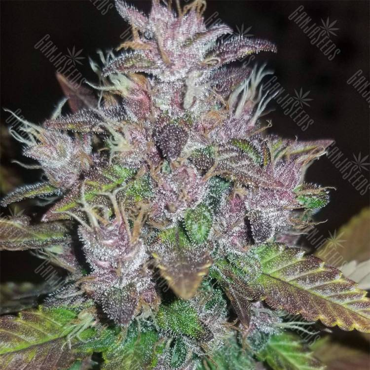 купить семена конопли Auto C4 feminised Fast Buds купить семена конопли Auto C4 feminised Fast Buds