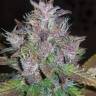 купить семена конопли Auto C4 feminised Fast Buds купить семена конопли Auto C4 feminised Fast Buds
