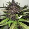 семена конопли Auto C4 feminised Fast Buds семена конопли Auto C4 feminised Fast Buds