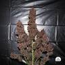 заказ семян конопли Москва Auto C4 feminised Fast Buds заказ семян конопли Москва Auto C4 feminised Fast Buds