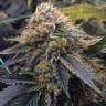 семена конопли в интернете Mango Sapphire feminised Humboldt Seeds
