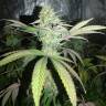 семена конопли для курения Mango Sapphire feminised Humboldt Seeds