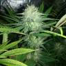 семена конопли аутдор Mango Sapphire feminised Humboldt Seeds