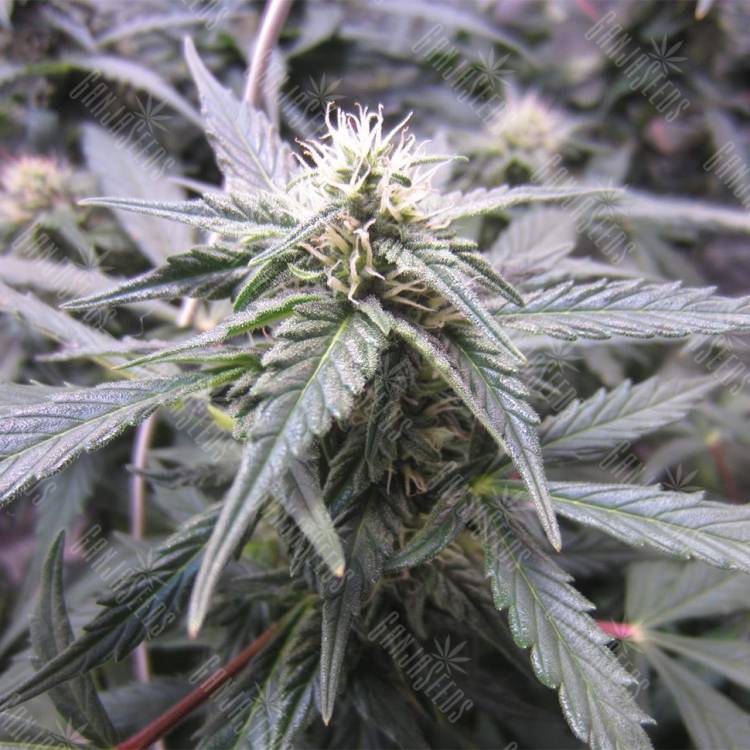 конопля семена сорта заказать Auto Northern Lights feminised Nirvana Seeds конопля семена сорта заказать Auto Northern Lights feminised Nirvana Seeds