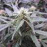 конопля семена сорта заказать Auto Northern Lights feminised Nirvana Seeds конопля семена сорта заказать Auto Northern Lights feminised Nirvana Seeds