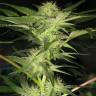 заказать на сайте семена конопли Opium feminised Paradise Seeds
