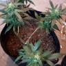 где можно заказать семена конопли Opium feminised Paradise Seeds