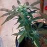 конопля семена сорта заказать Opium feminised Paradise Seeds