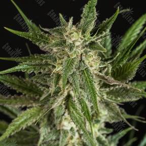 Mother Gorilla (Royal Madre) feminised Royal Queen
