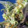 заказ семян конопли Спб Ice Cool CBD feminised Sweet Seeds заказ семян конопли Спб Ice Cool CBD feminised Sweet Seeds