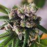 ароматные сорта конопли Widow Remedy feminised ароматные сорта конопли Widow Remedy feminised