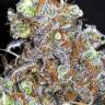 семена конопли на сайте Widow Remedy feminised семена конопли на сайте Widow Remedy feminised