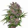 Качественные семена Purple Punch Качественные семена Purple Punch