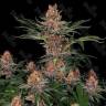 Purple Punch купить семена в интернете Purple Punch купить семена в интернете