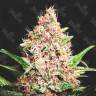 Purple Punch Качественные и дешевые семена Purple Punch Качественные и дешевые семена
