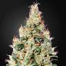 сайт семян конопли Cheese CBD feminised Ganja Seeds сайт семян конопли Cheese CBD feminised Ganja Seeds