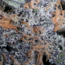 семена индийской конопли Auto Lavender feminised