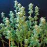 Colossus feminised GanjaVIP Seeds Colossus feminised GanjaVIP Seeds