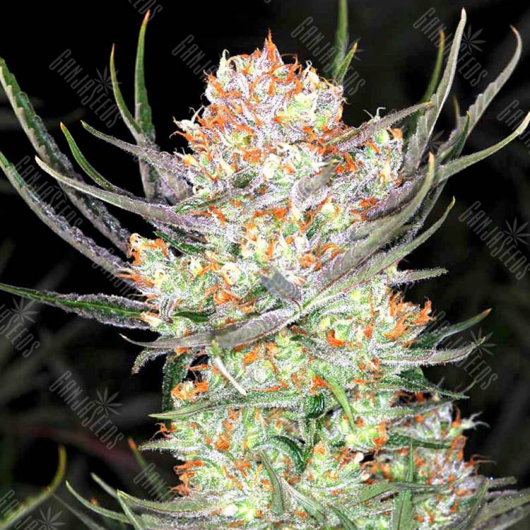 Colossus feminised GanjaVIP Seeds Colossus feminised GanjaVIP Seeds