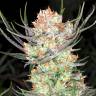 Colossus feminised GanjaVIP Seeds Colossus feminised GanjaVIP Seeds