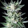 Colossus feminised GanjaVIP Seeds Colossus feminised GanjaVIP Seeds